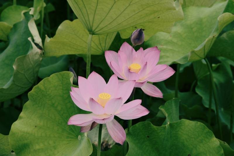 蓮花綻放 綠葉相伴