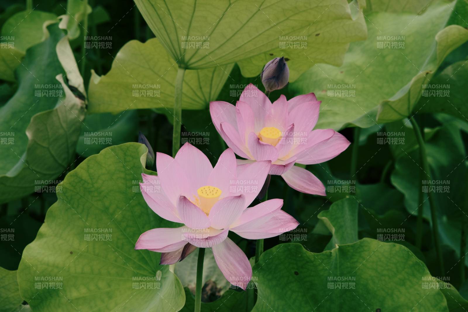 蓮花綻放 綠葉相伴