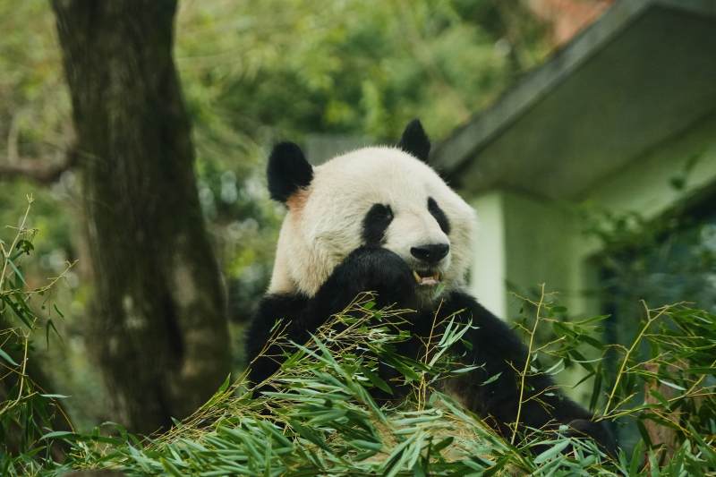 熊貓在竹林中悠閑進食