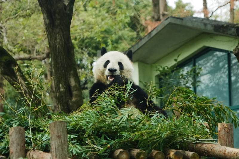 熊貓在竹林中享受美食
