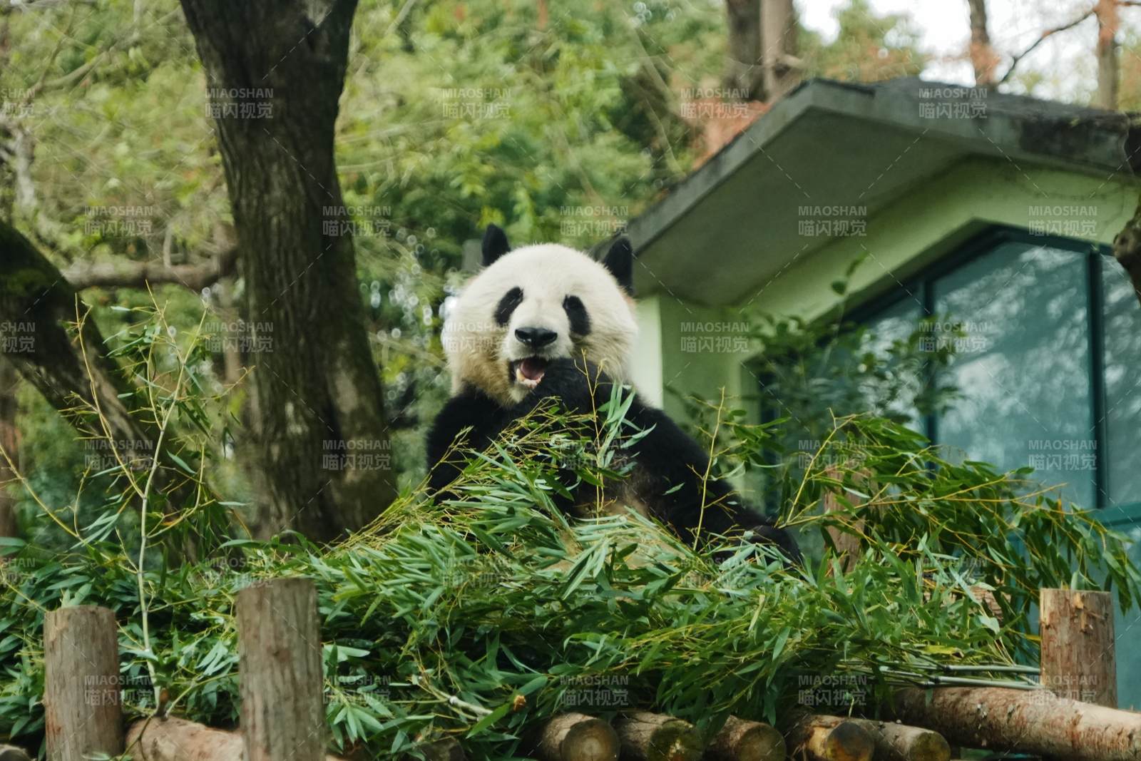 熊貓在竹林中享受美食