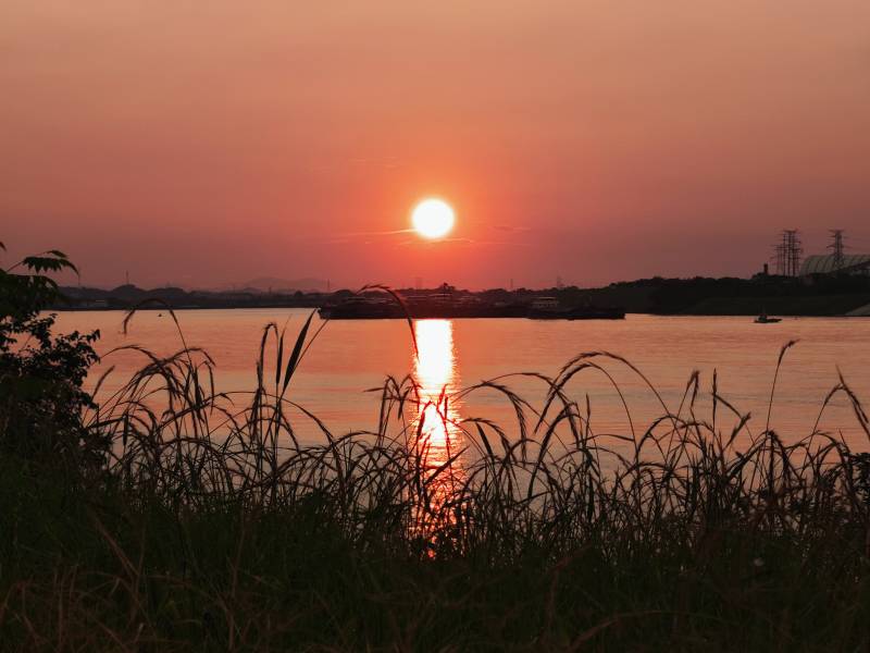 夕陽映水 蘆葦輕搖