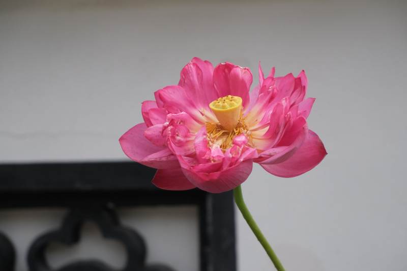 粉色蓮花綻放之美