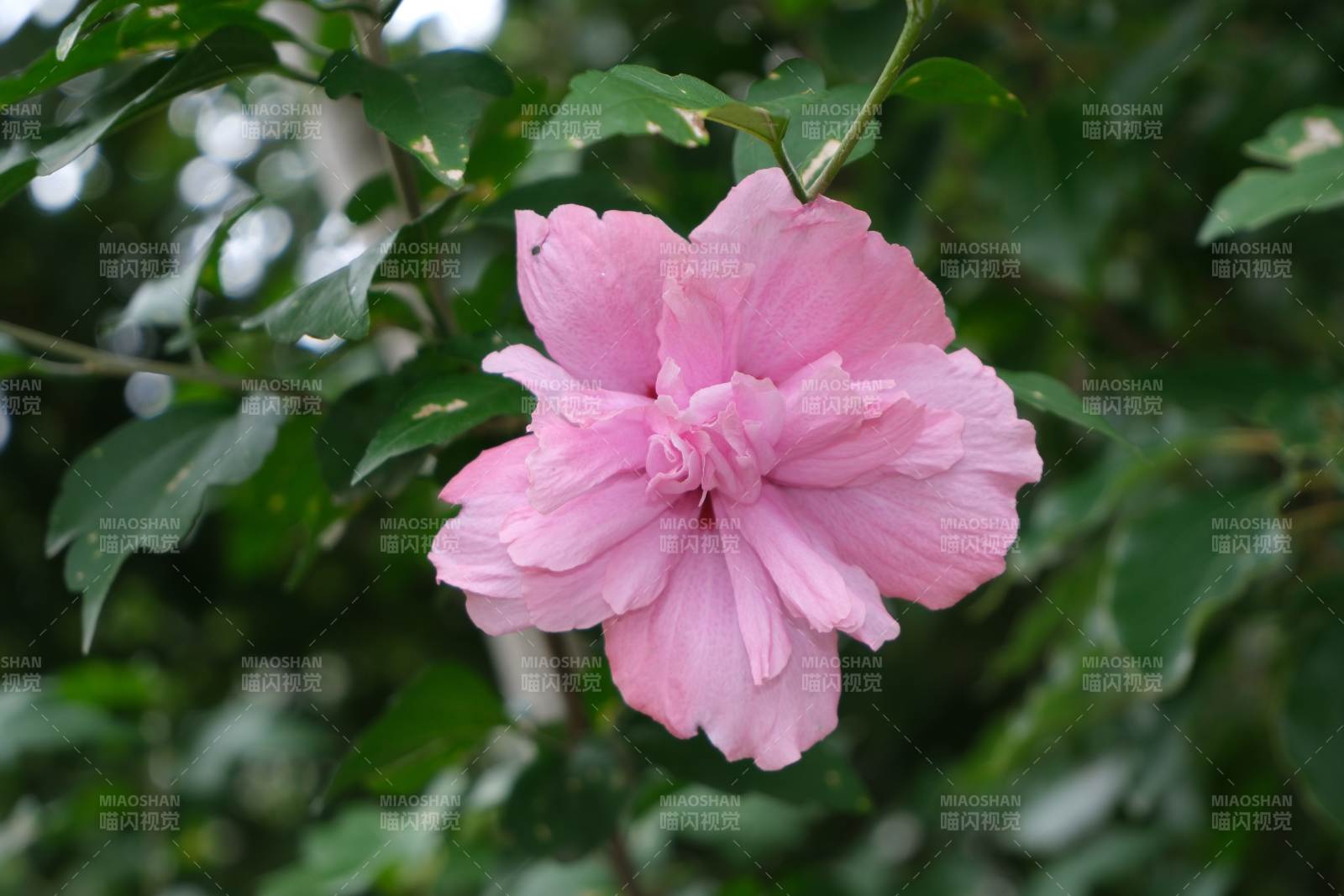 粉色木槿花綻放枝頭