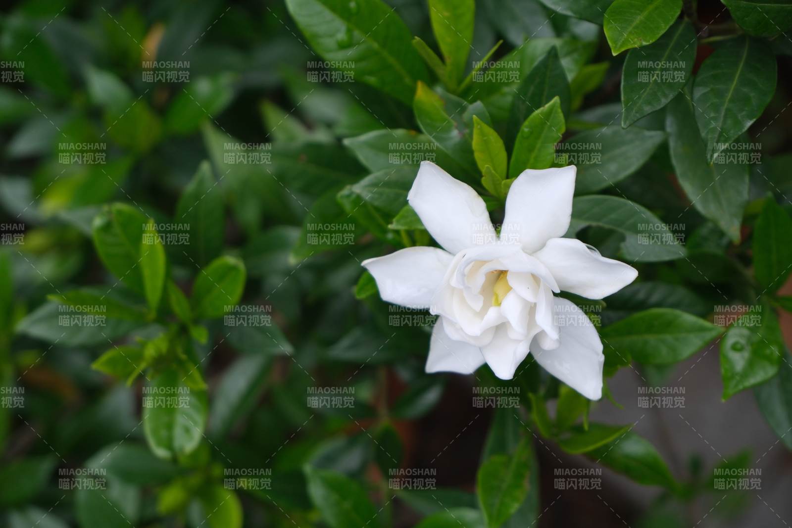 白色梔子花綻放綠葉間