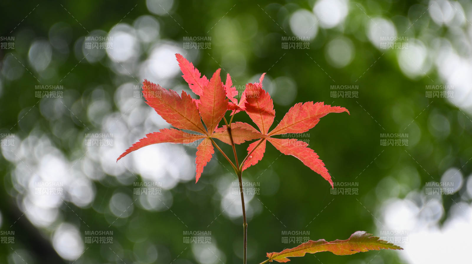 秋日紅葉映綠意