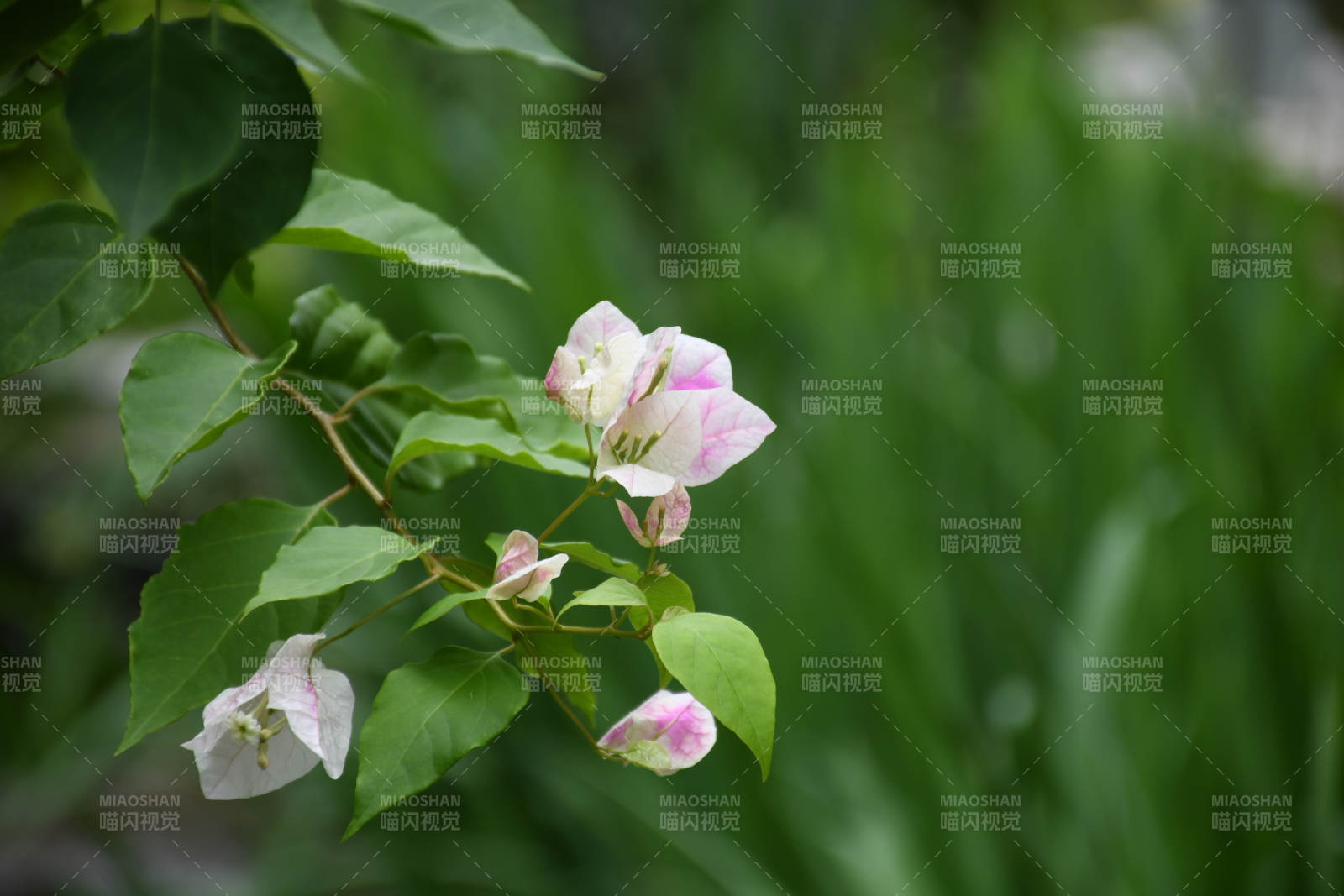 粉色花朵與綠葉相映成趣