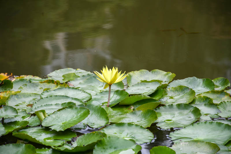 池塘中的黃色蓮花