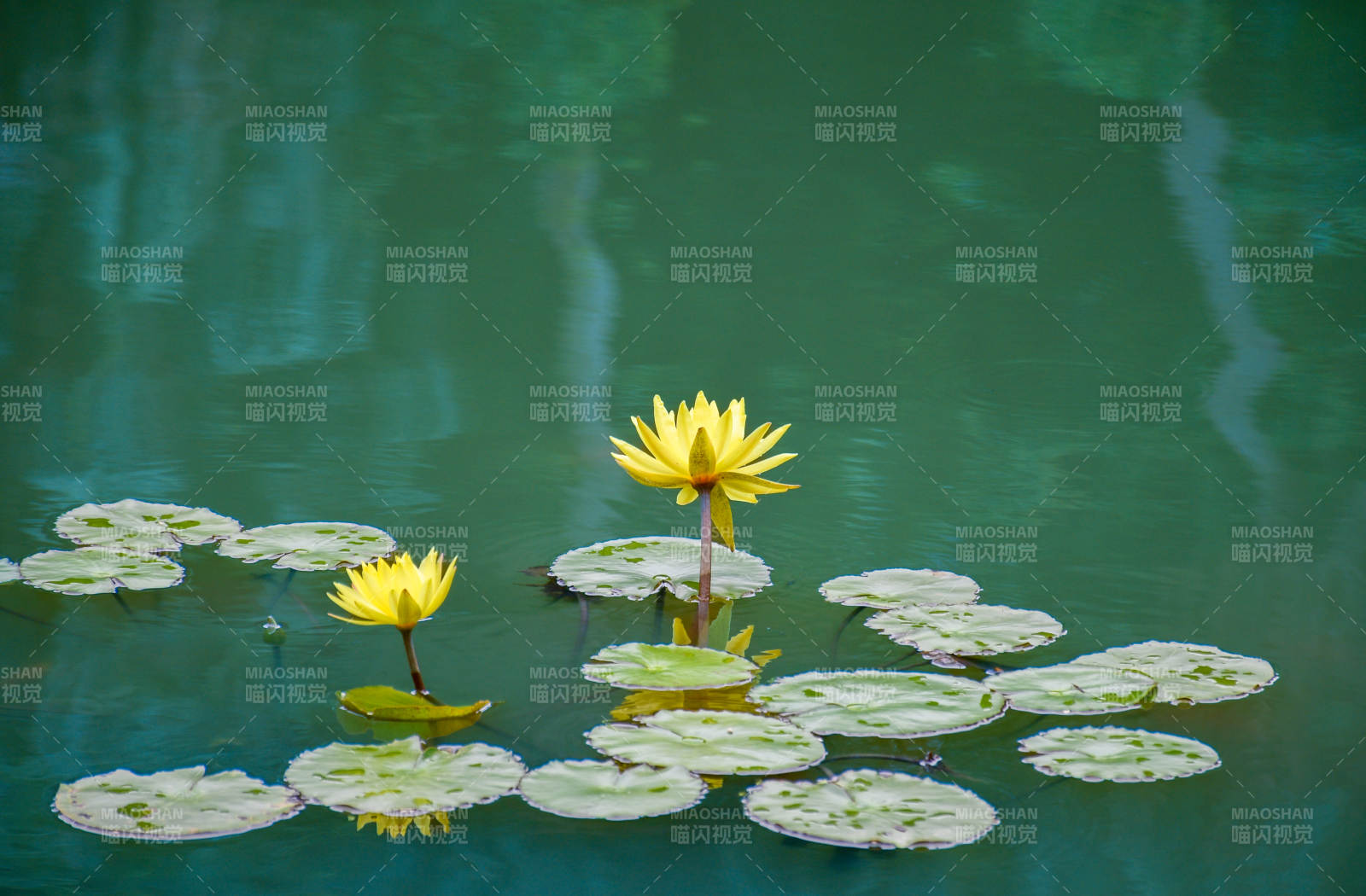 池塘中的黃色蓮花
