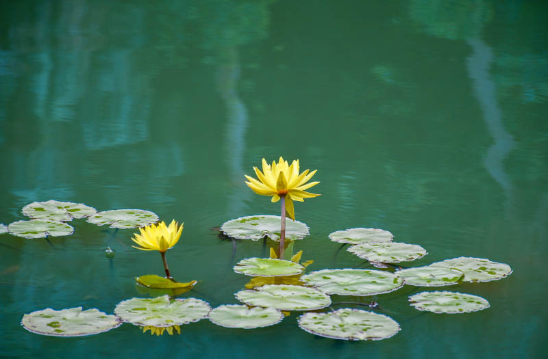 池塘中的黃色蓮花
