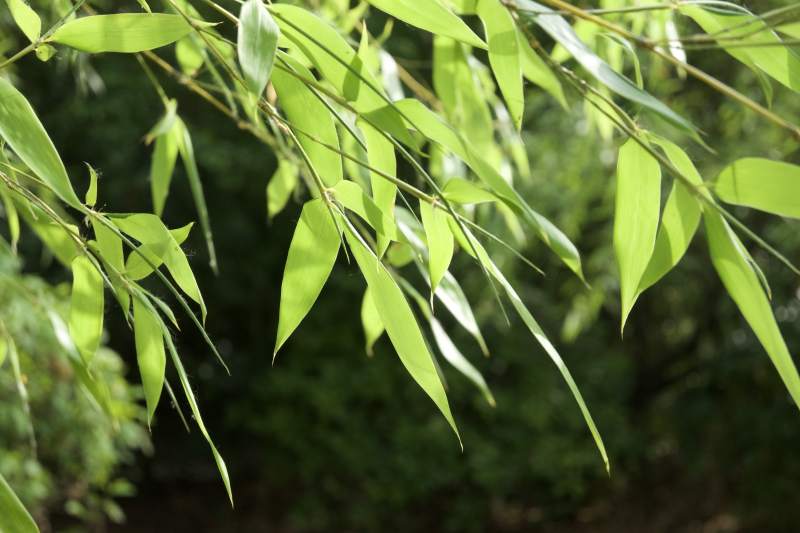 竹葉輕舞 綠意盎然