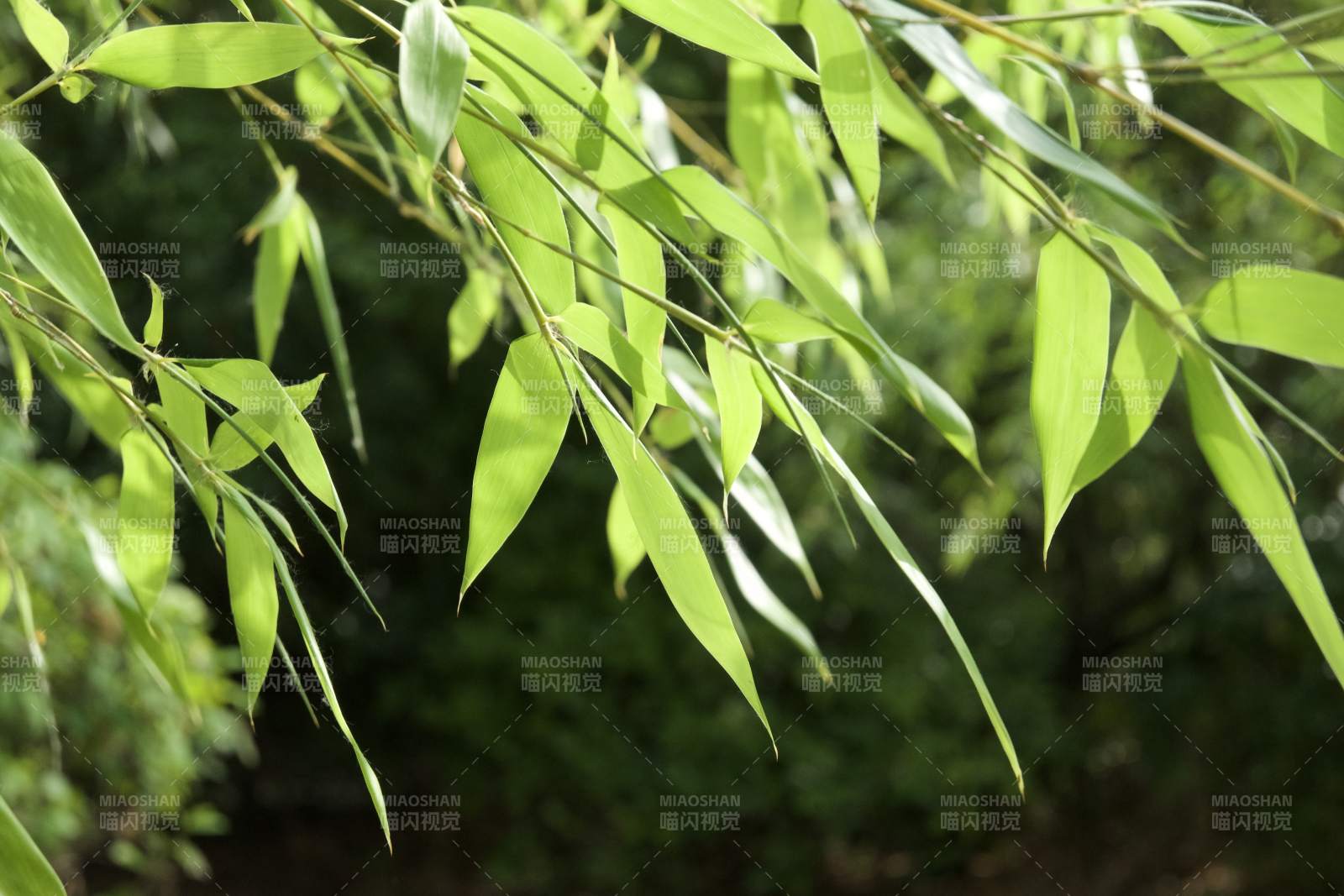 竹葉輕舞 綠意盎然