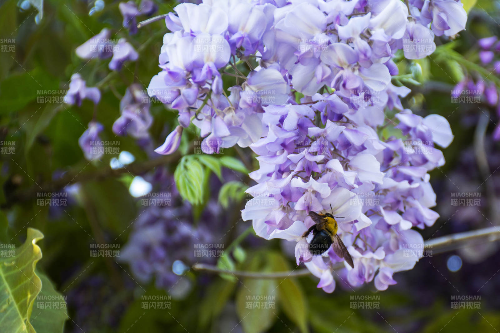 紫藤花與蜜蜂共舞