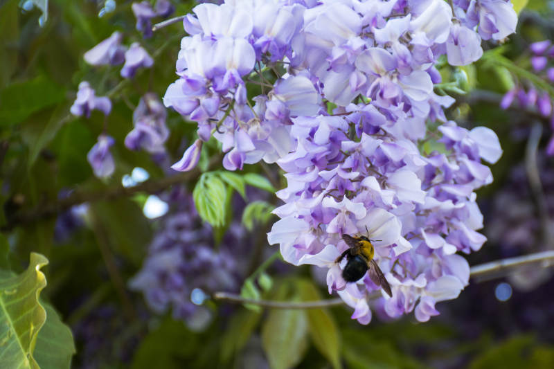 紫藤花與蜜蜂共舞