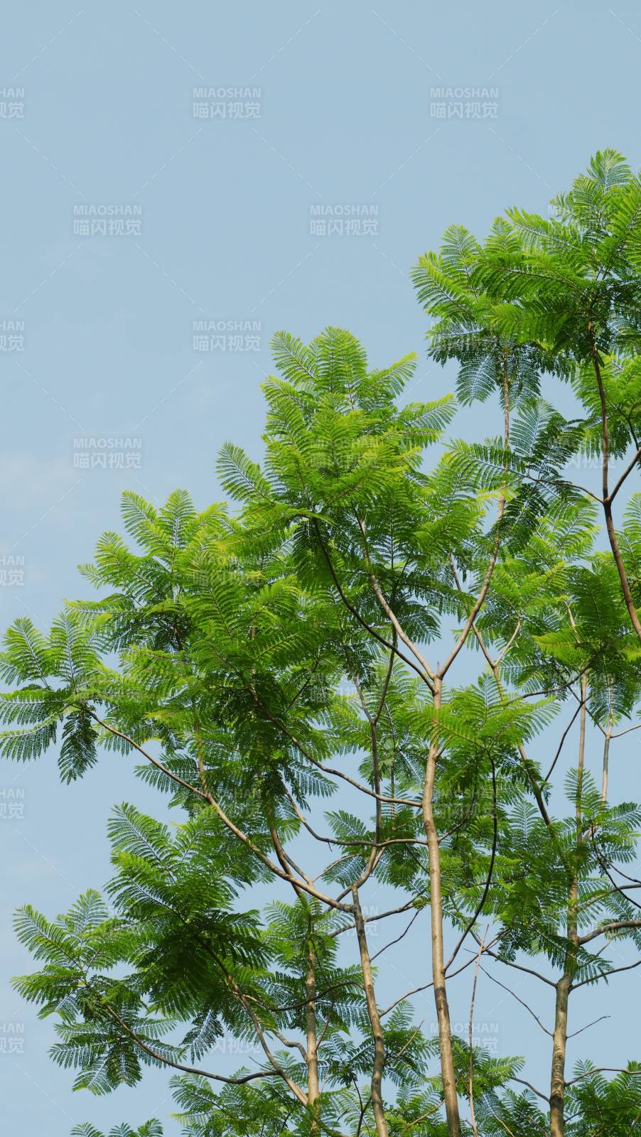 綠葉繁茂 藍天映襯