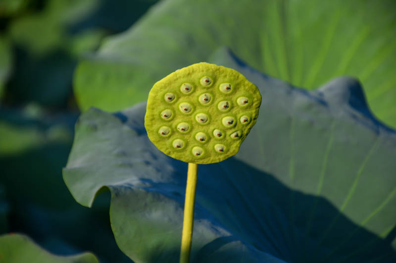 蓮蓬與荷葉的靜謐之美
