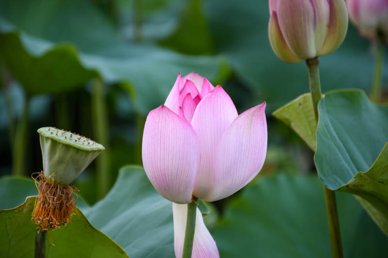 粉嫩蓮花靜謐綻放