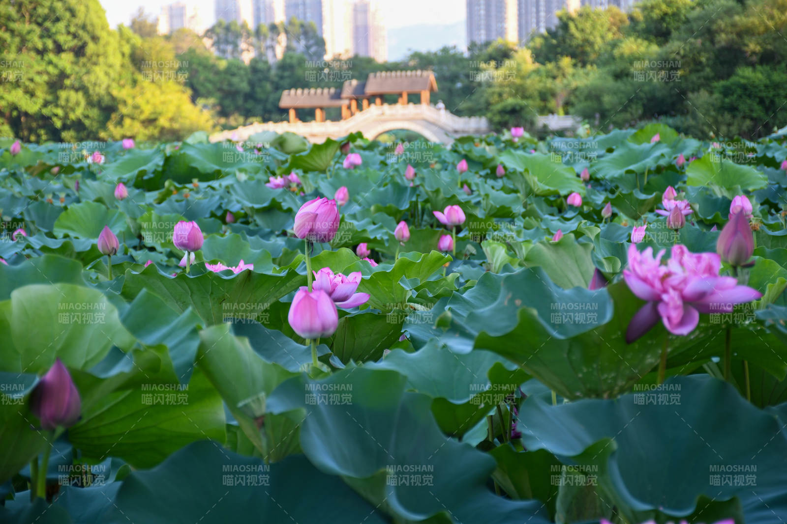 荷塘盛景 粉花綠葉