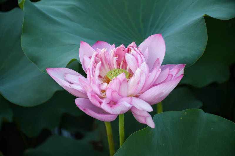 粉色蓮花綻放于綠葉間