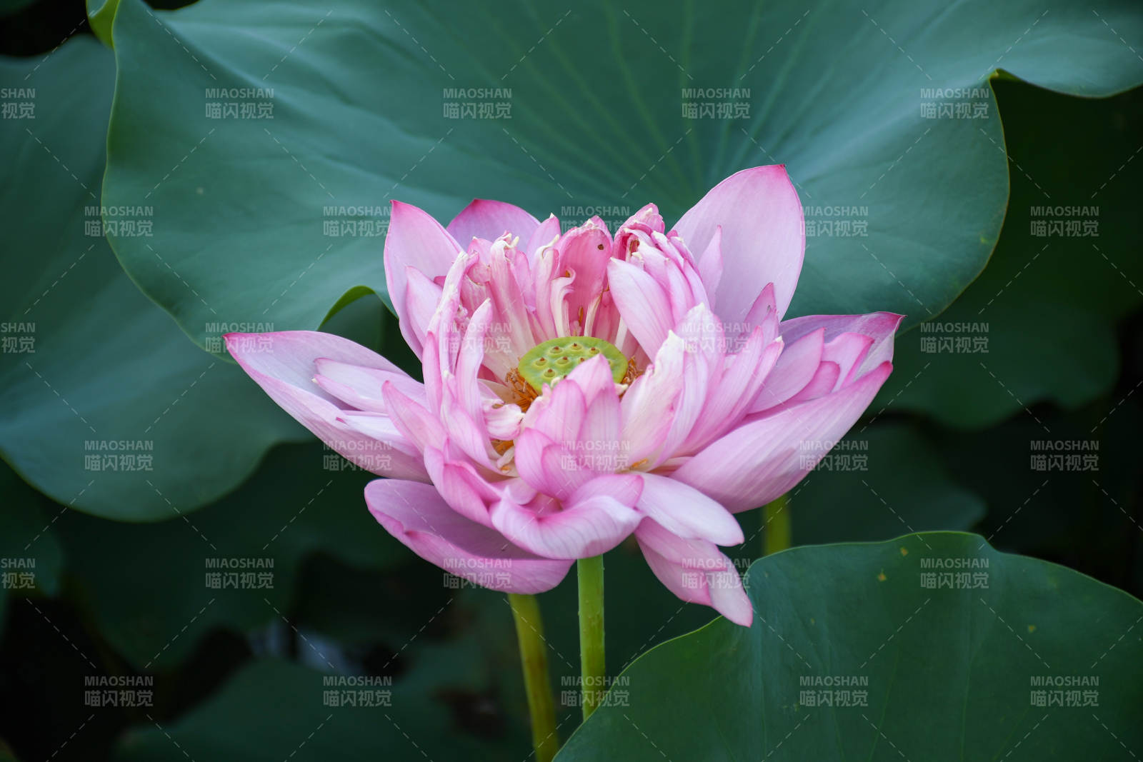 粉色蓮花綻放于綠葉間
