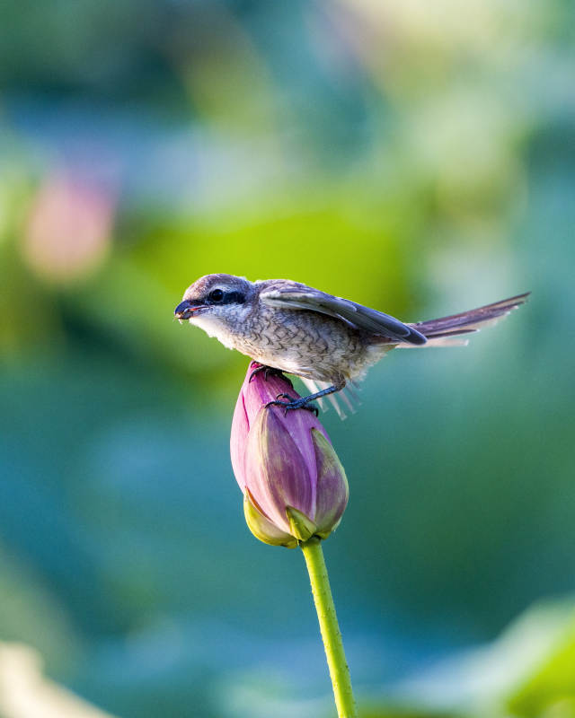 小鳥棲息蓮花蕾上