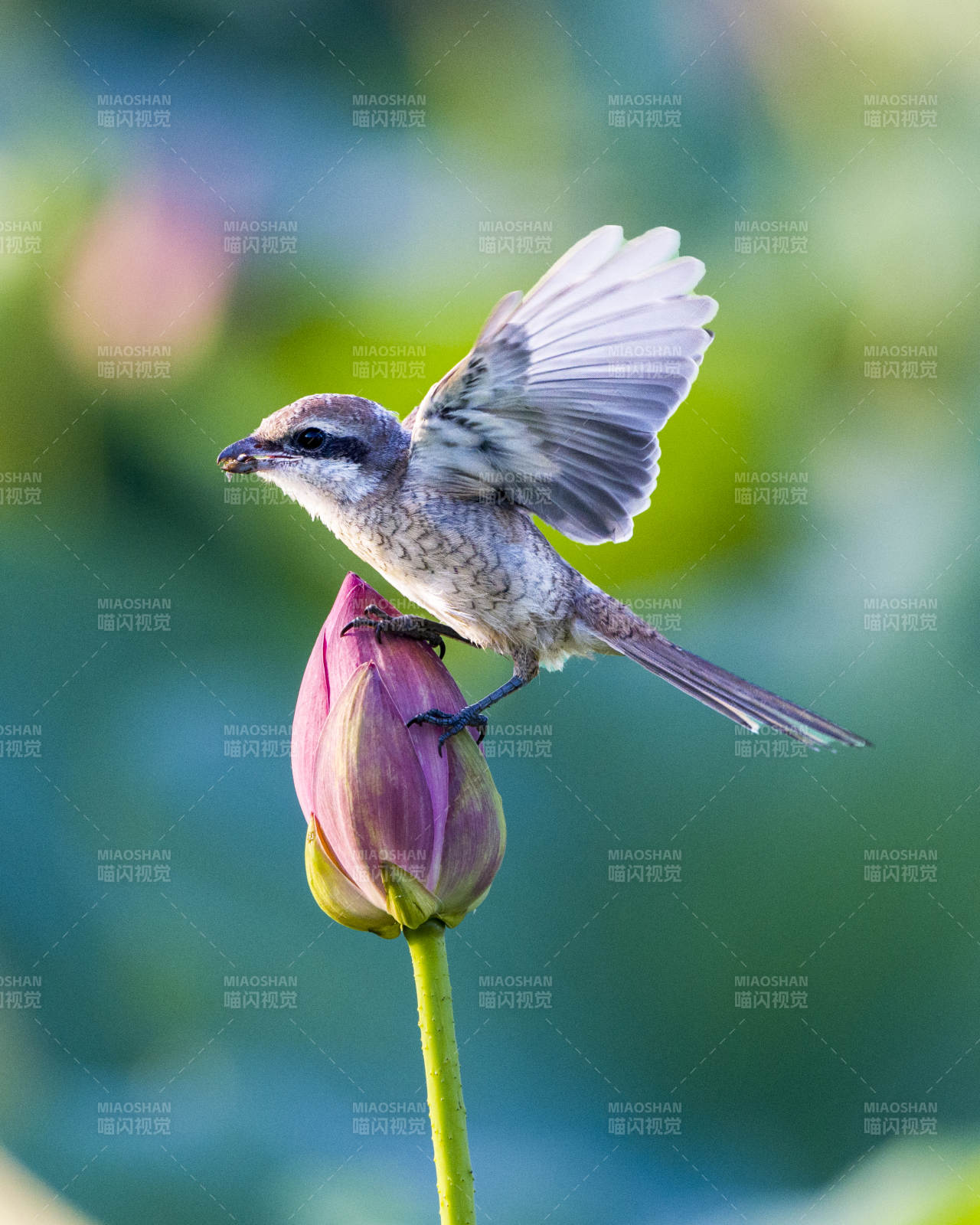 小鳥棲息蓮花蕾上