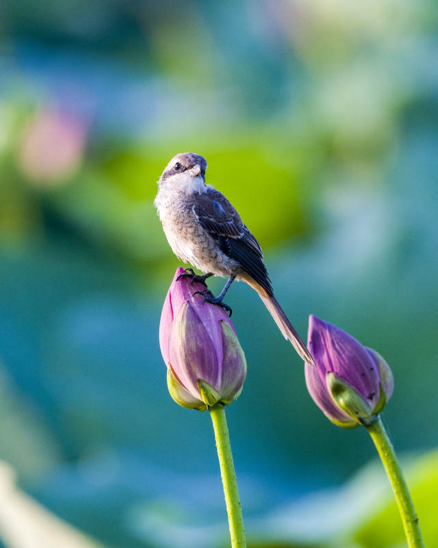 小鳥棲息蓮花上