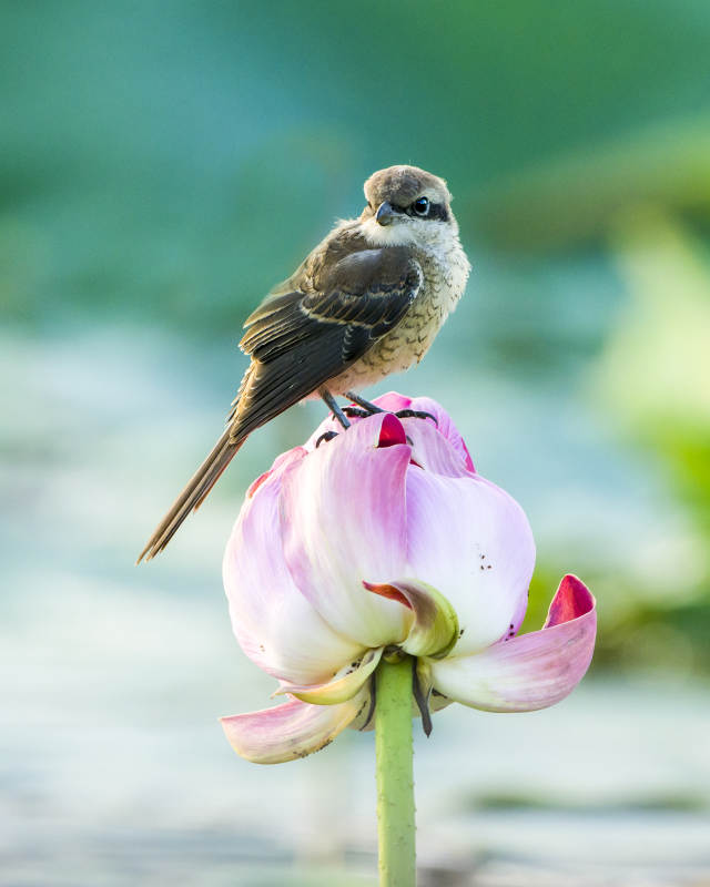 鳥棲蓮花 靜謐自然