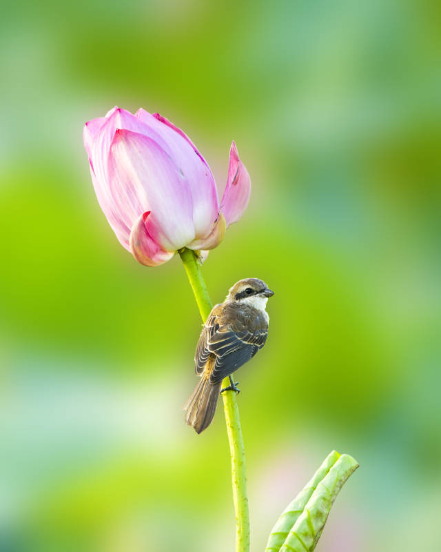 小鳥棲息蓮花旁