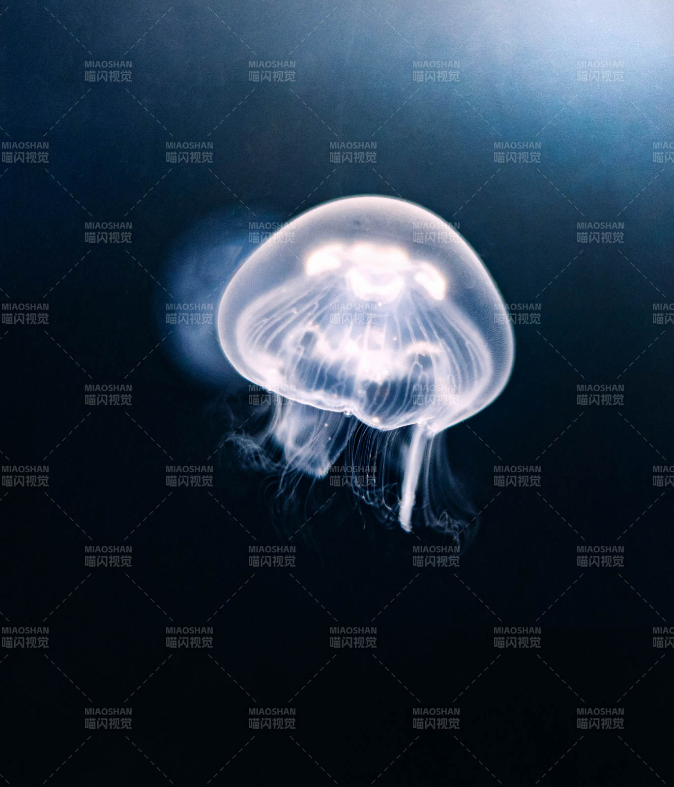 深海中的幽靈水母