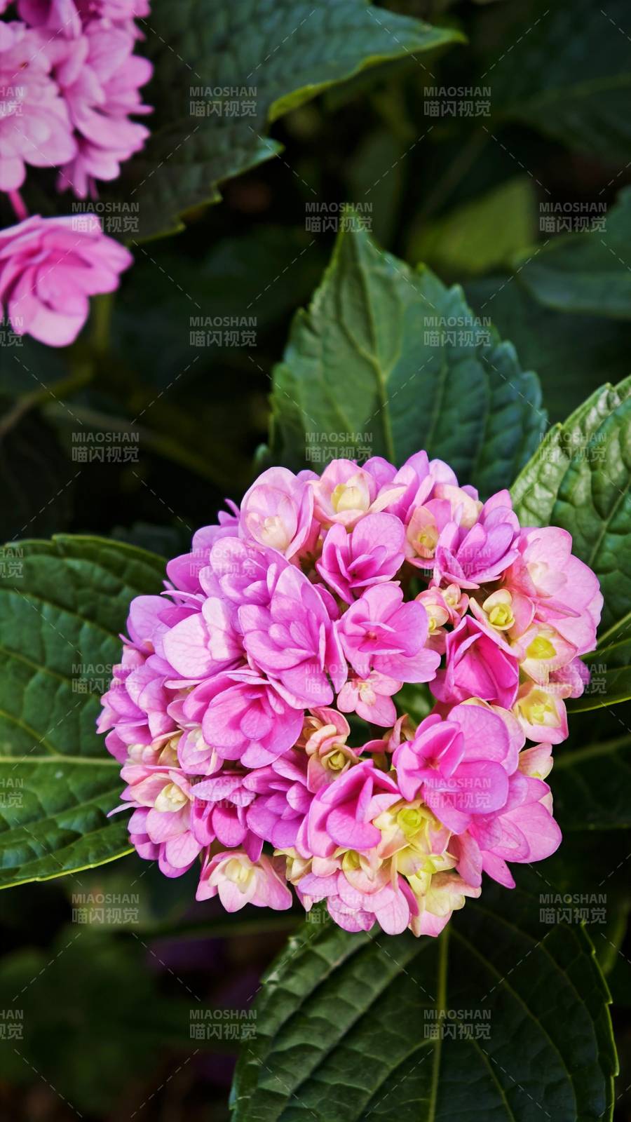 粉色繡球花綻放美麗瞬間