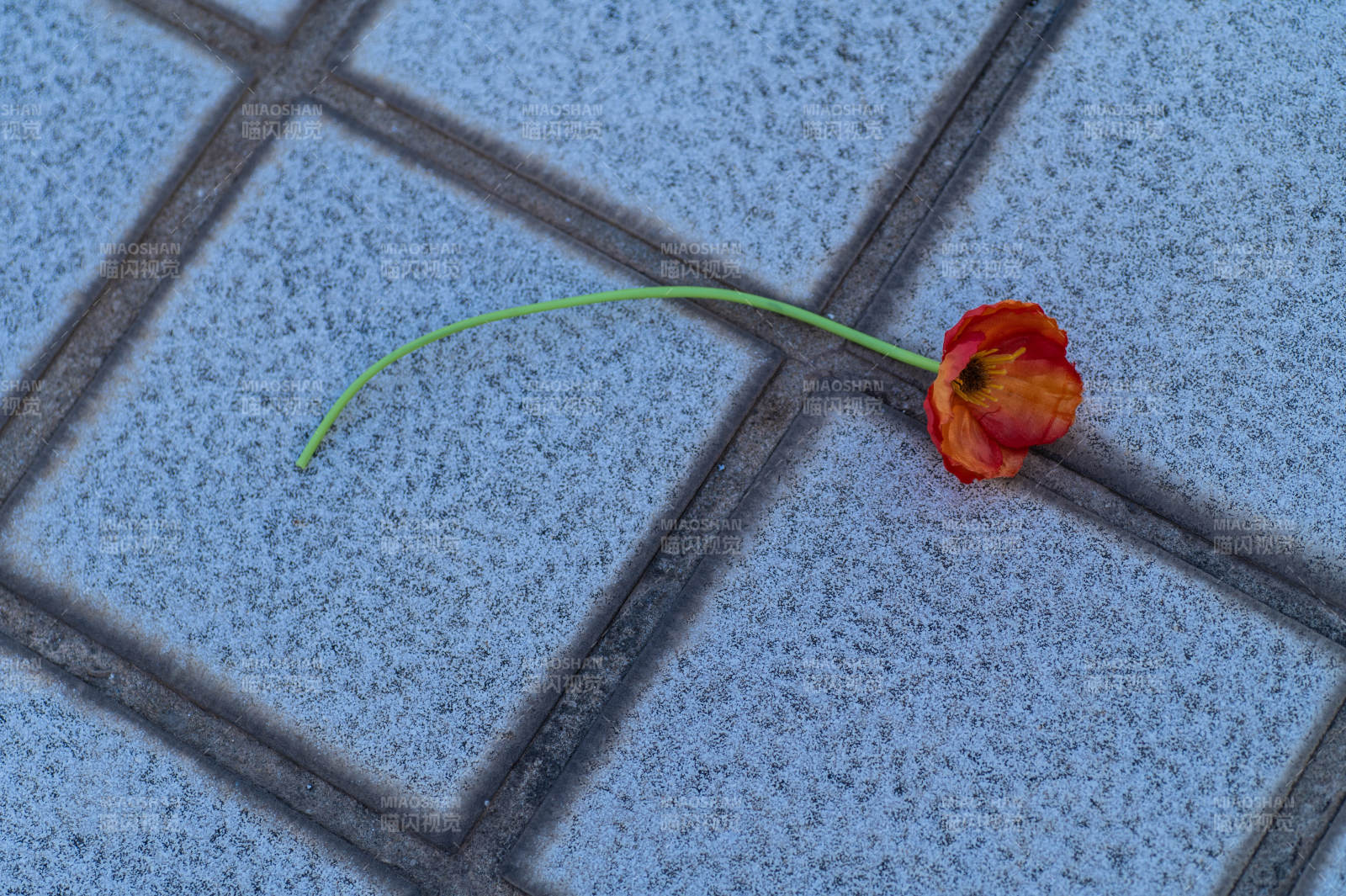 落花孤影映石縫