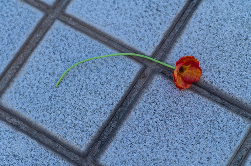 落花孤影映石縫
