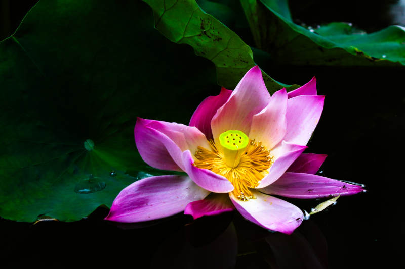 粉色蓮花靜謐綻放