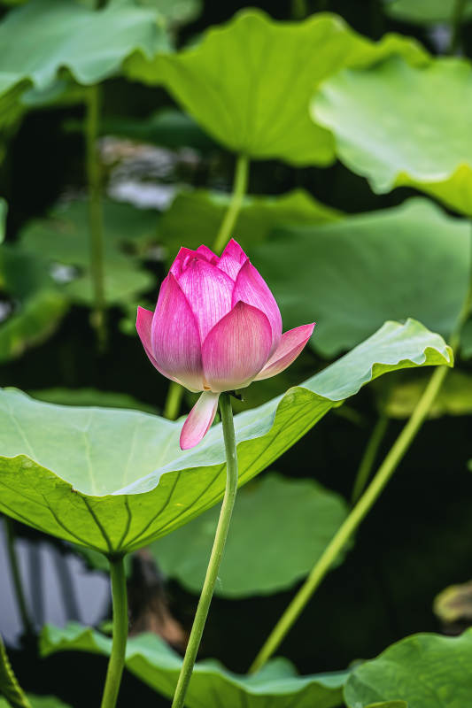 粉嫩蓮花靜謐綻放