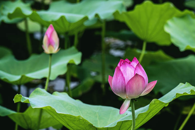 池塘中的蓮花盛開