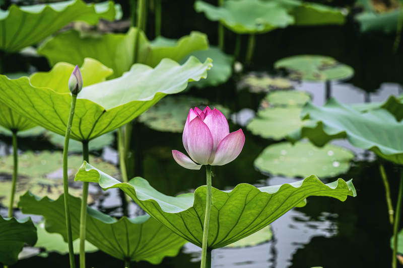 池塘中的蓮花盛開