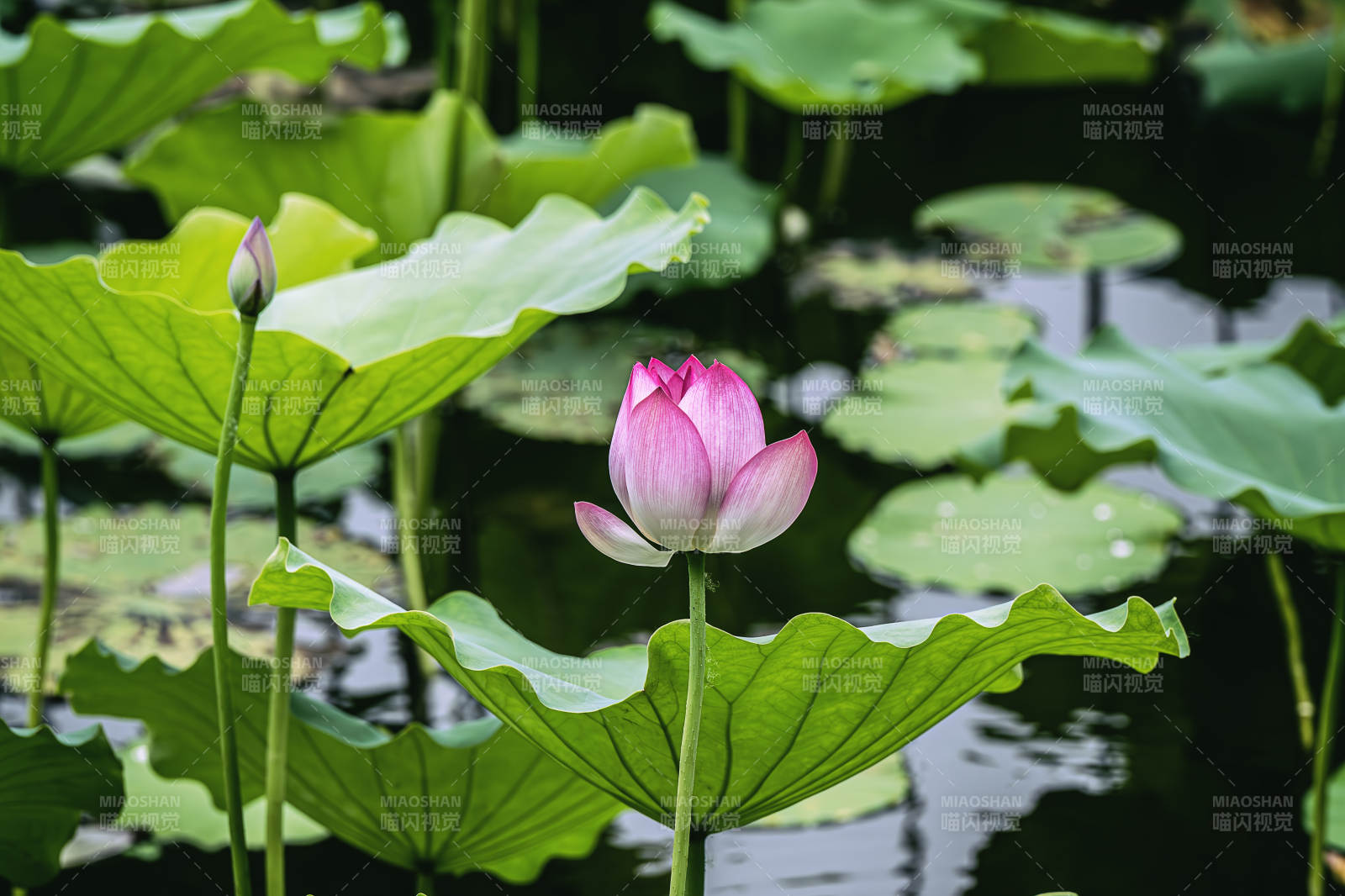 池塘中的蓮花盛開