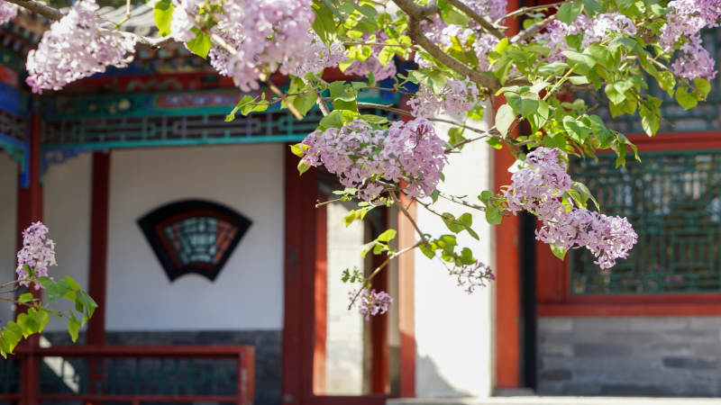 快雪堂丁香花開映古建筑