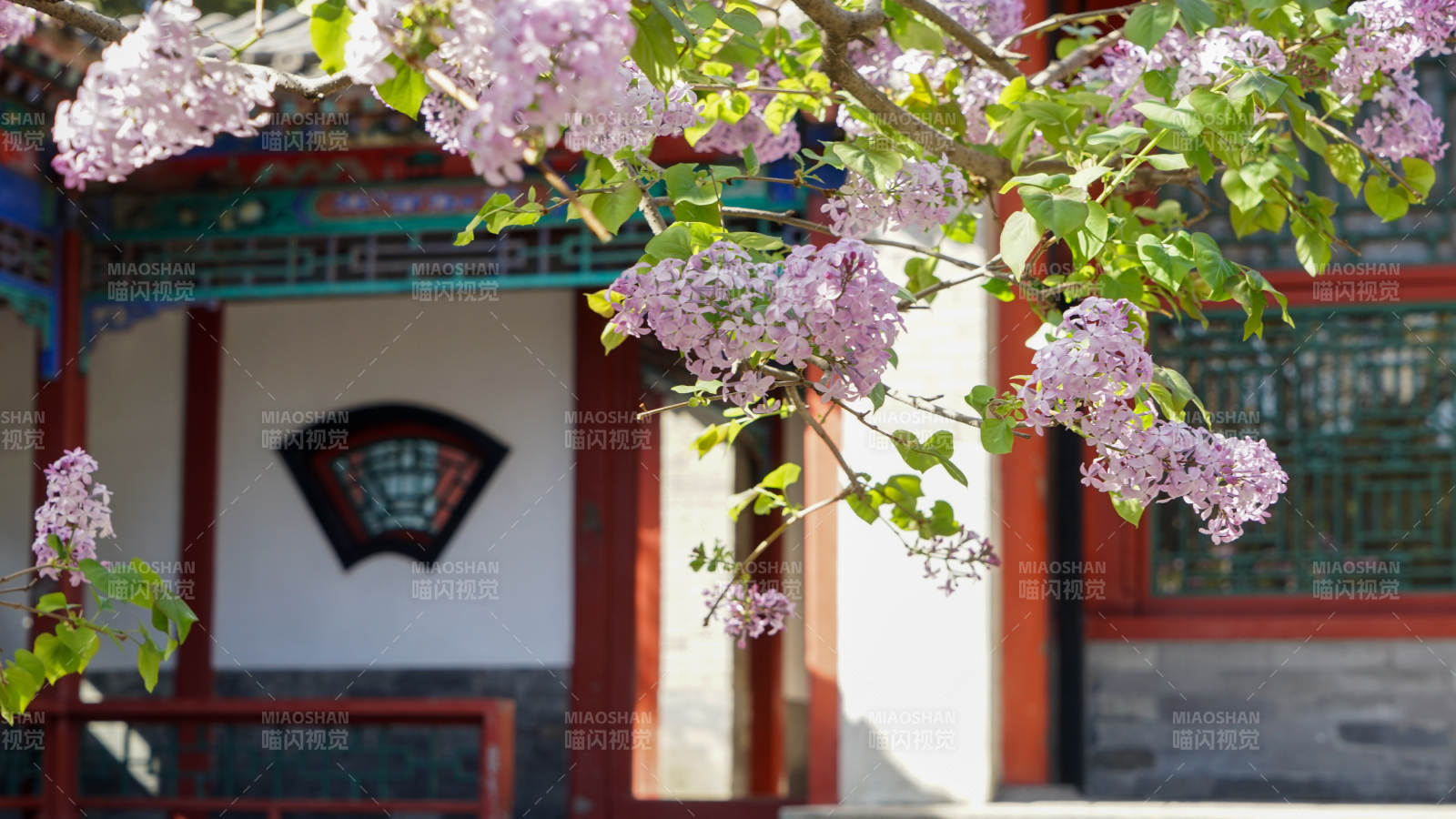 快雪堂丁香花開映古建筑