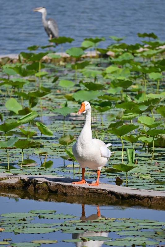 池塘白鵝與鷺鳥共舞
