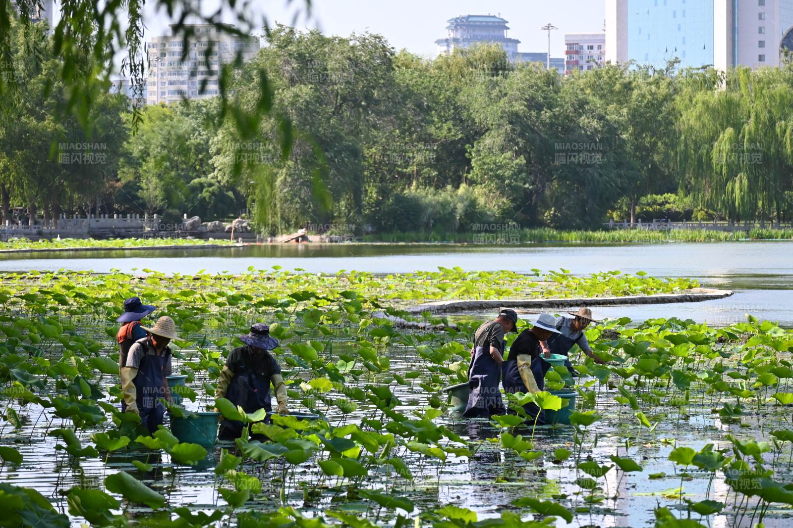 公園湖面清潔工作進行中
