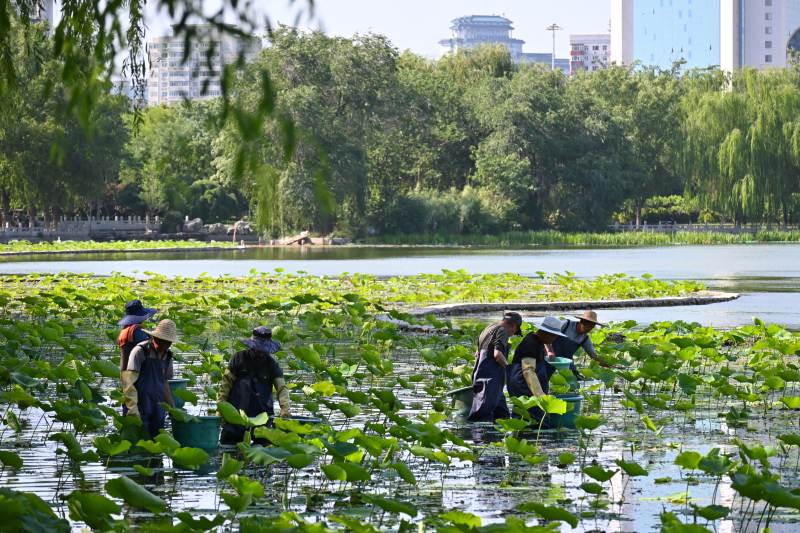 公園湖面清潔工作進行中