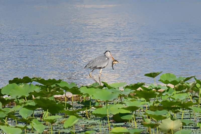 池塘鷺鳥捕食瞬間