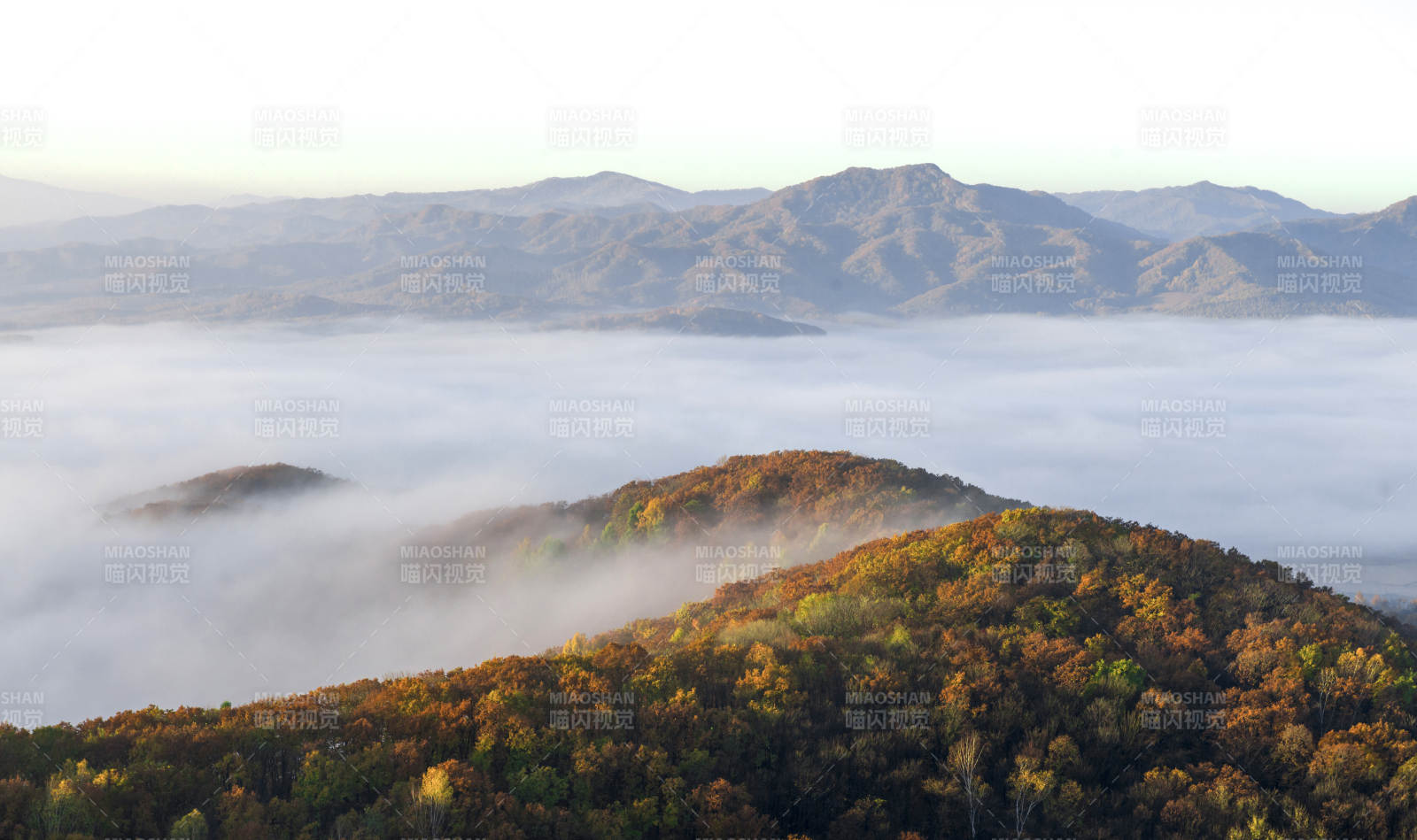 秋山云海 層林盡染