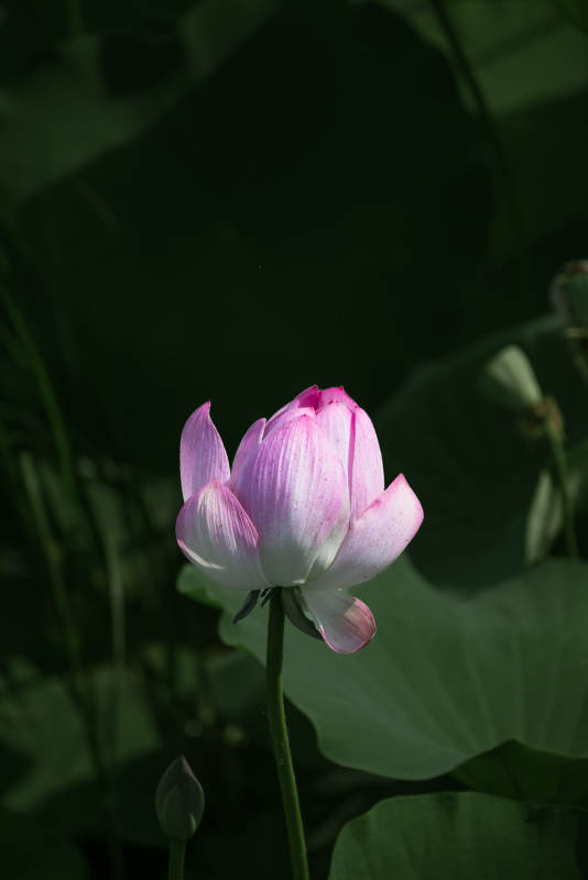 粉白蓮花靜謐綻放