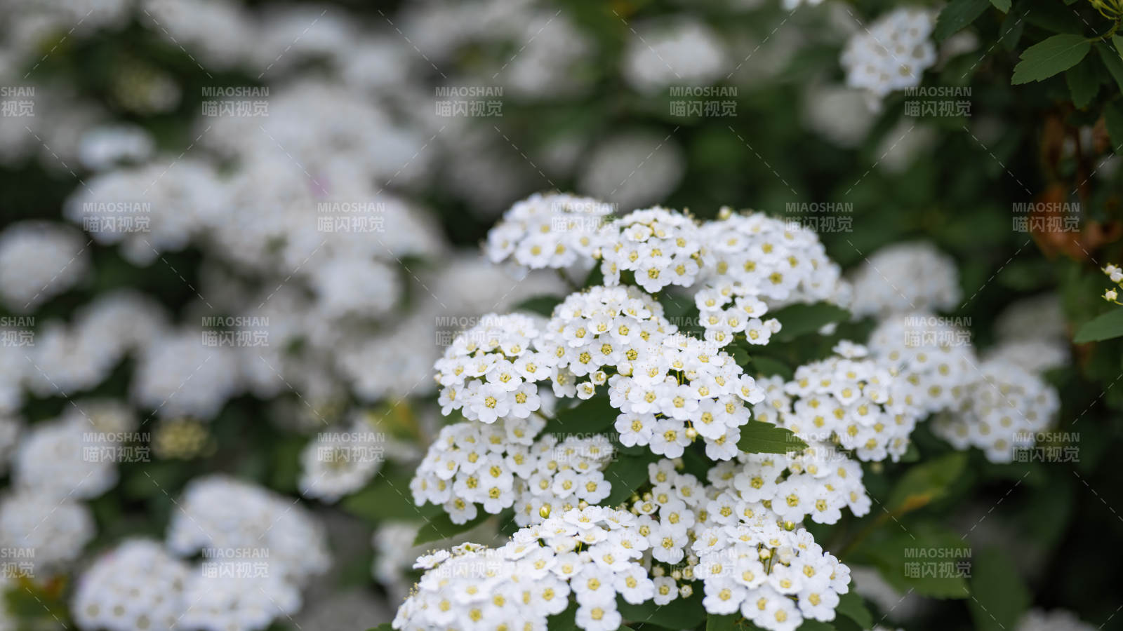 白色小花簇擁綻放