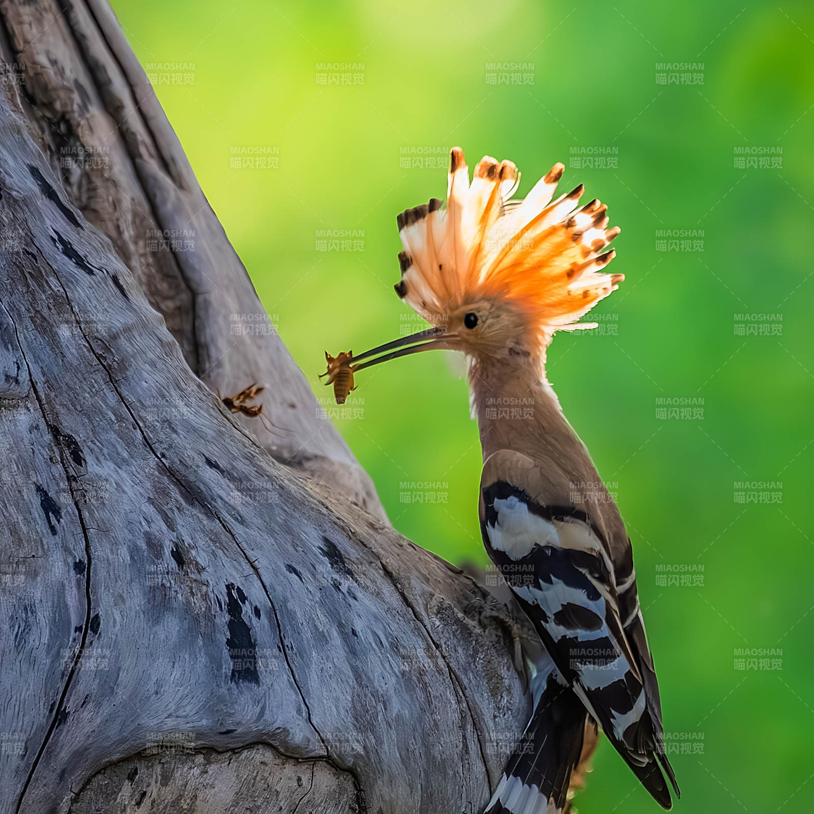 戴勝鳥捕食瞬間
