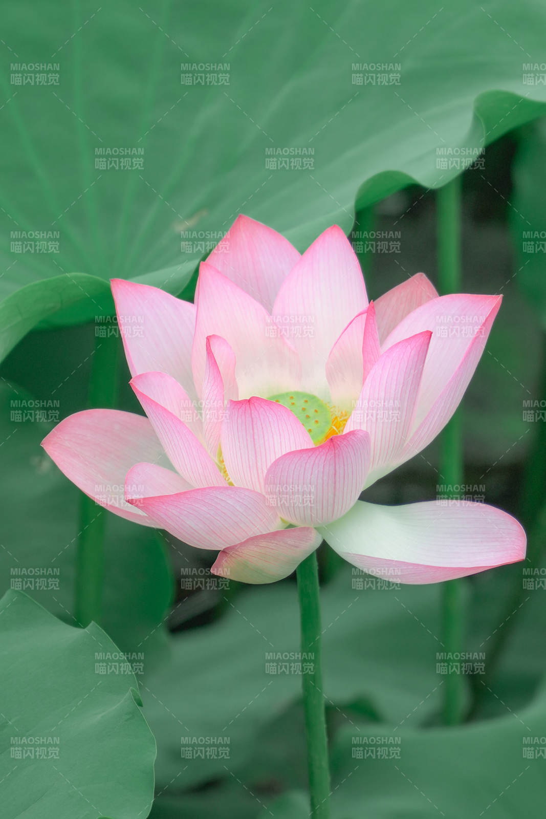 粉色蓮花綻放于綠葉間