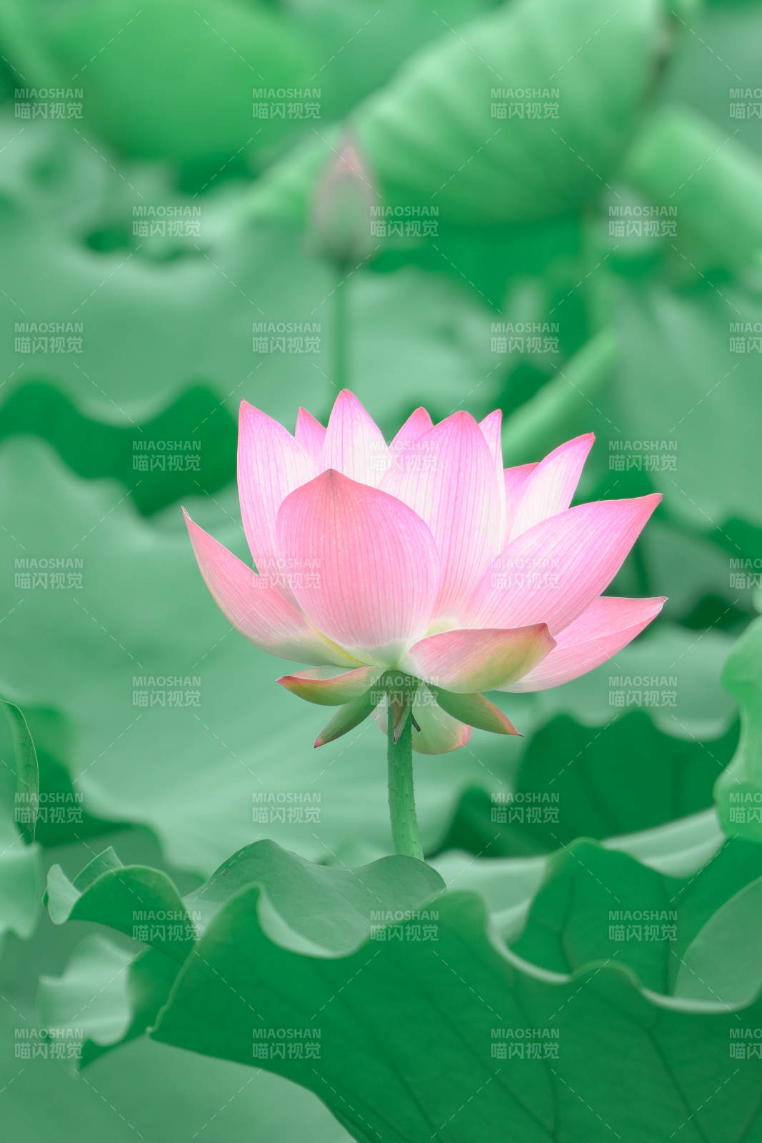 粉蓮靜綻綠葉間